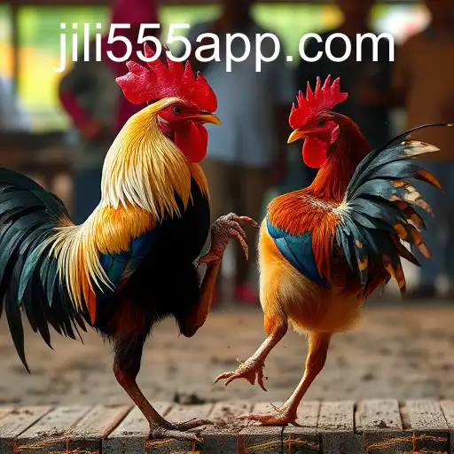 Exploring the Excitement of Sabong Games with jili555